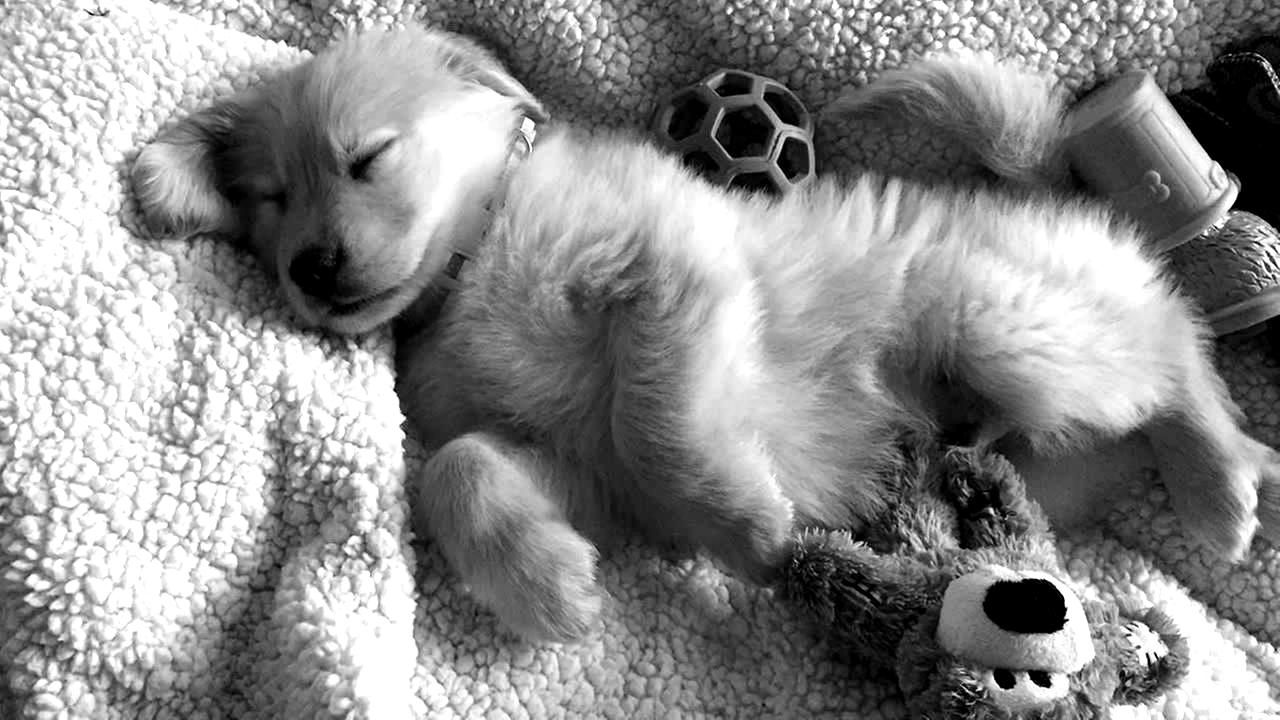 National Puppy Day